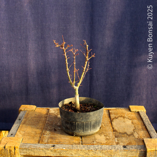 Acer palmatum "Kotohime" #18