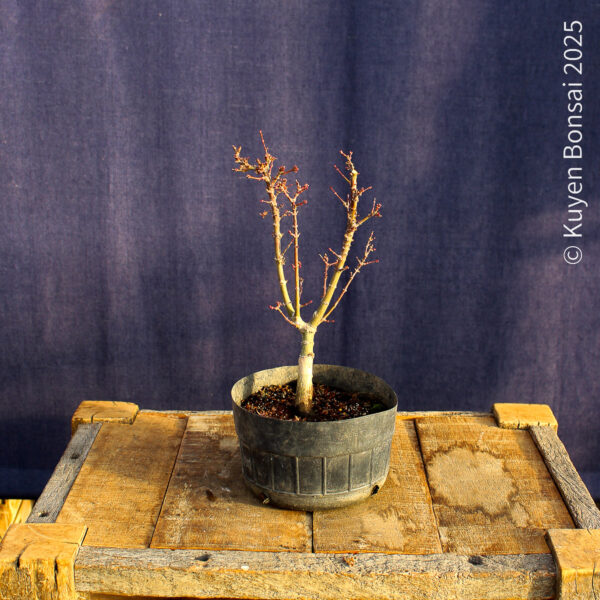 Acer palmatum "Kotohime" #18 - Imagen 2