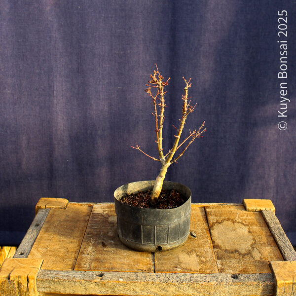 Acer palmatum "Kotohime" #18 - Imagen 3