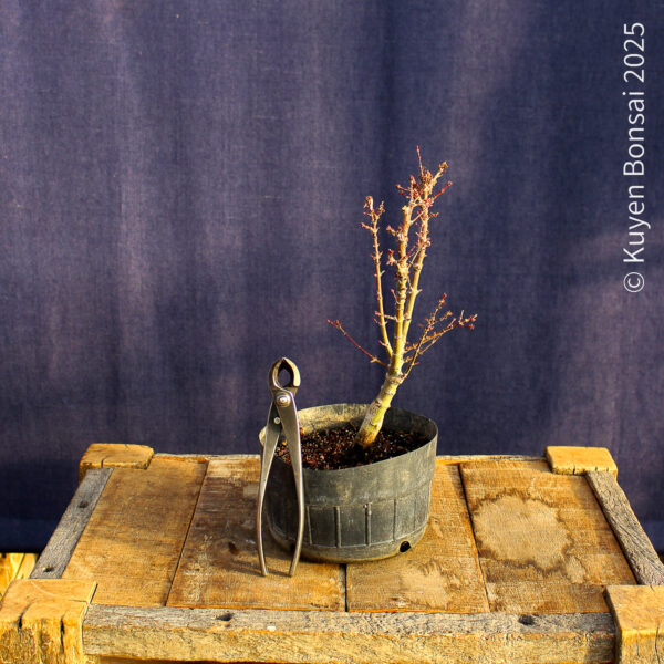 Acer palmatum "Kotohime" #18 - Imagen 4