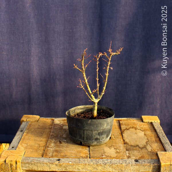 Acer palmatum "Kotohime" #18 - Imagen 5