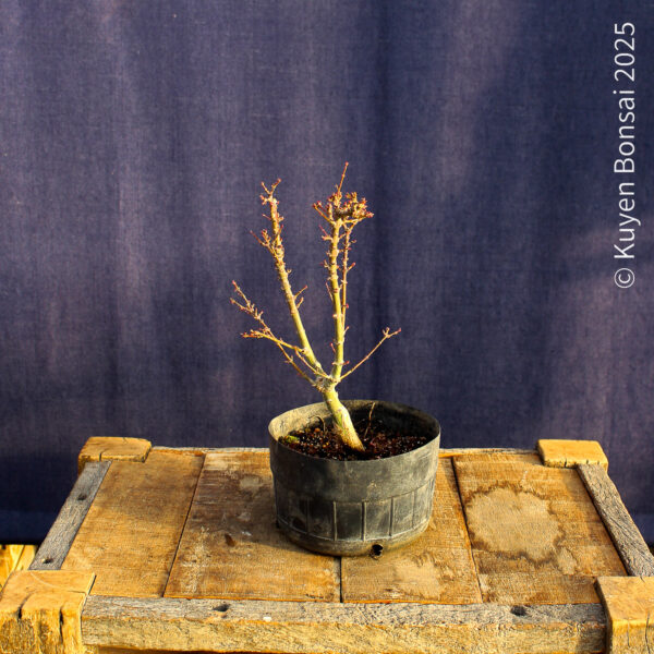 Acer palmatum "Kotohime" #18 - Imagen 6