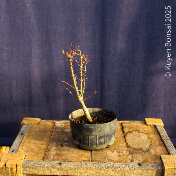 Acer palmatum "Kotohime" #18 - Imagen 7