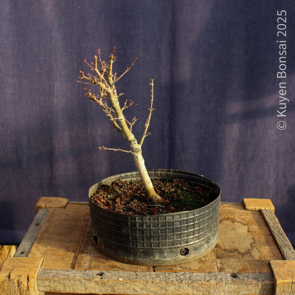 Acer palmatum "Kotohime" #22