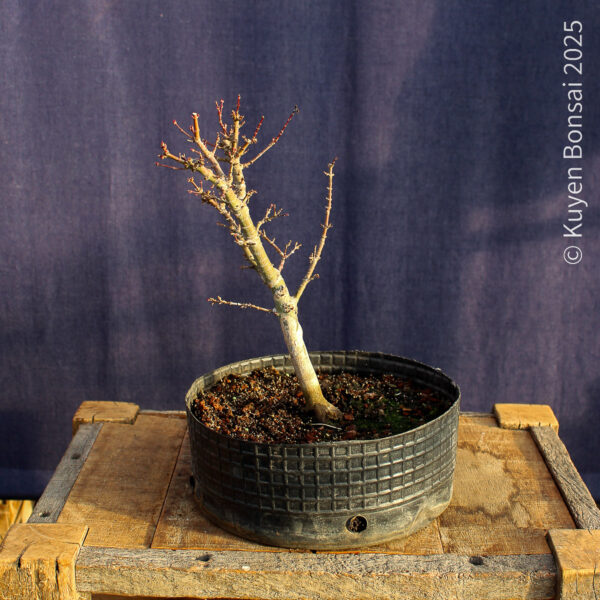 Acer palmatum "Kotohime" #22 - Imagen 2