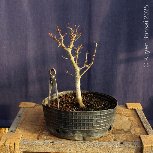 Acer palmatum "Kotohime" #22 - Imagen 3