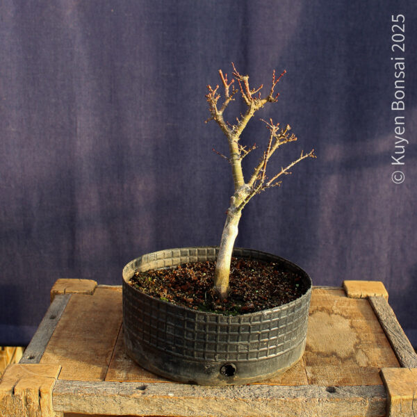 Acer palmatum "Kotohime" #22 - Imagen 4