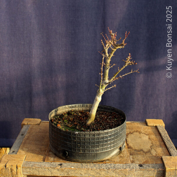 Acer palmatum "Kotohime" #22 - Imagen 5