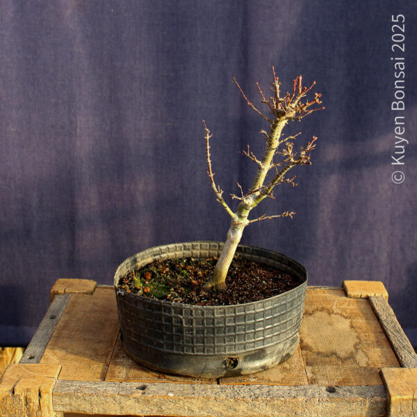 Acer palmatum "Kotohime" #22 - Imagen 6