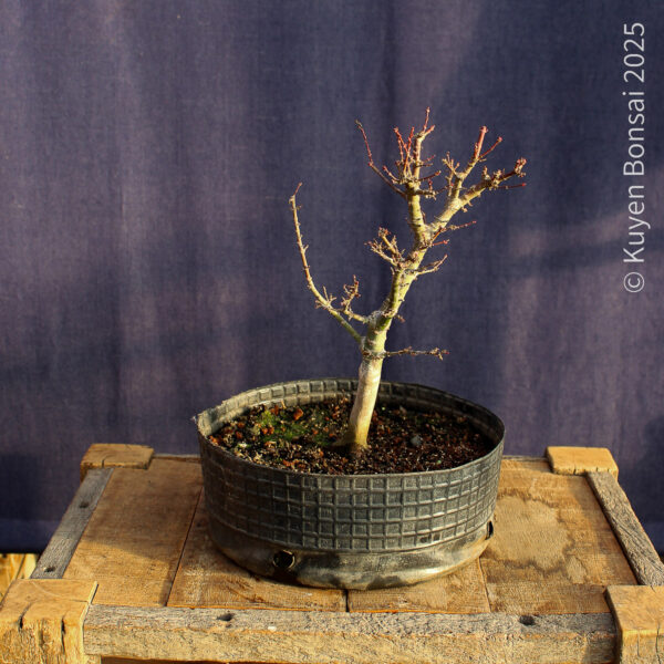 Acer palmatum "Kotohime" #22 - Imagen 7