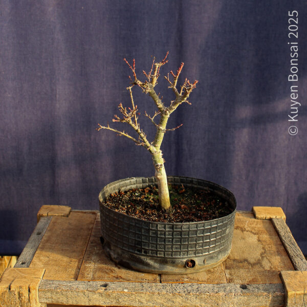 Acer palmatum "Kotohime" #22 - Imagen 8
