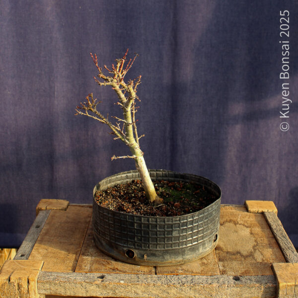 Acer palmatum "Kotohime" #22 - Imagen 9