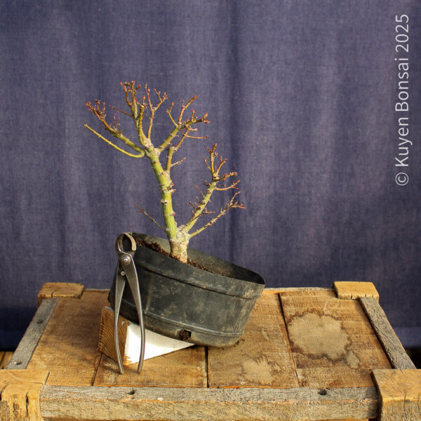 Acer palmatum "Kotohime" #9