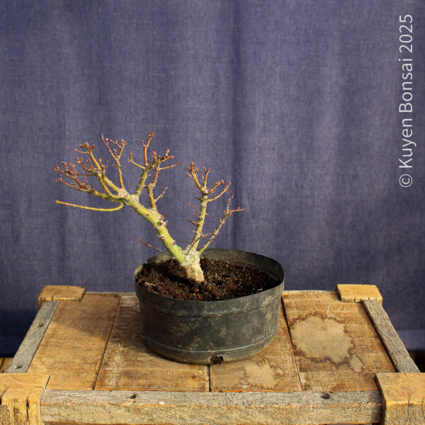 Acer palmatum "Kotohime" #9 - Imagen 2