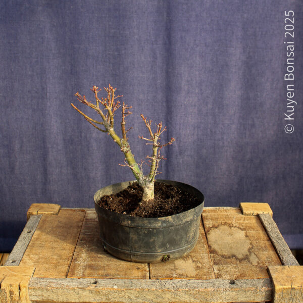 Acer palmatum "Kotohime" #9 - Imagen 3