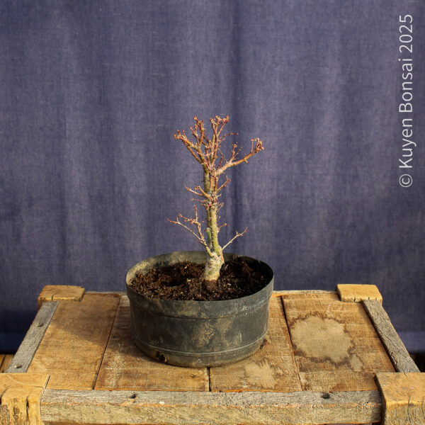Acer palmatum "Kotohime" #9 - Imagen 4