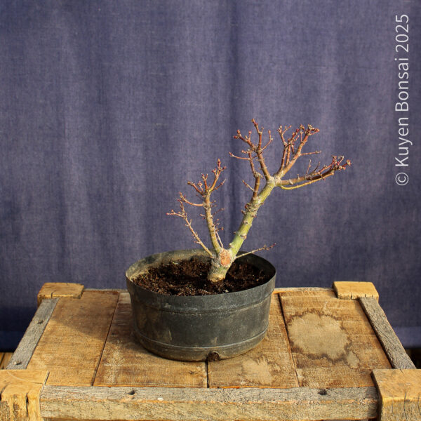 Acer palmatum "Kotohime" #9 - Imagen 5