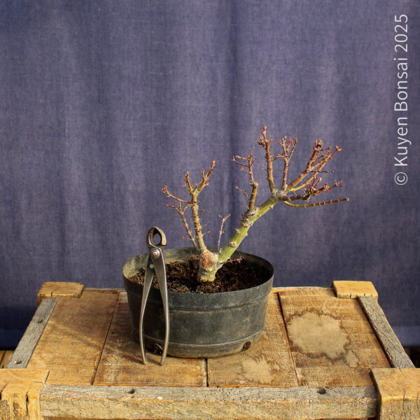 Acer palmatum "Kotohime" #9 - Imagen 6