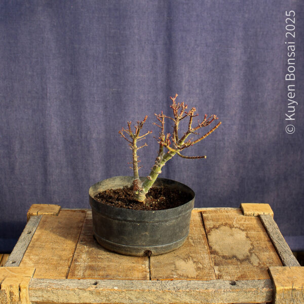 Acer palmatum "Kotohime" #9 - Imagen 7