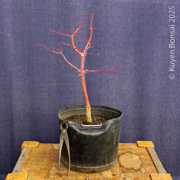 Acer palmatum "Sango kaku" #16 - Imagen 2