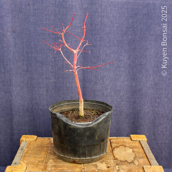 Acer palmatum "Sango kaku" #16 - Imagen 3