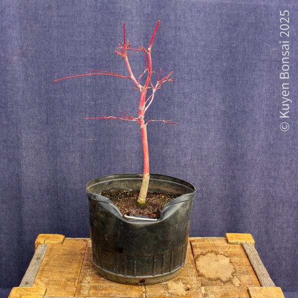 Acer palmatum "Sango kaku" #16 - Imagen 4