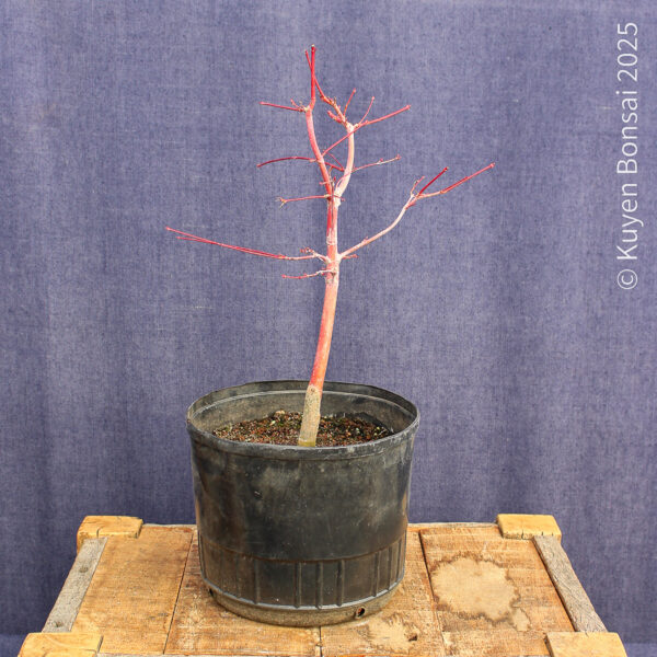 Acer palmatum "Sango kaku" #16 - Imagen 5