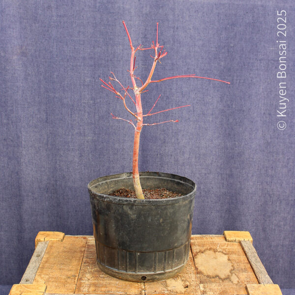 Acer palmatum "Sango kaku" #16 - Imagen 7