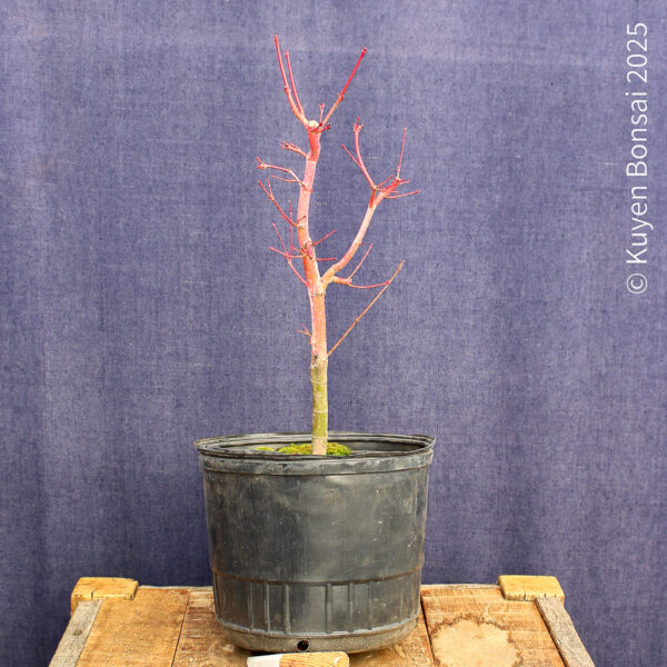 Acer palmatum "Sango kaku" #23