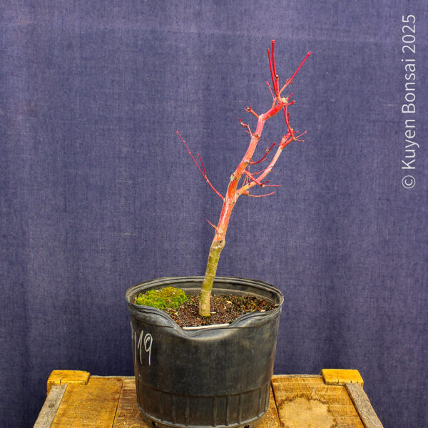 Acer palmatum "Sango kaku" #23 - Imagen 2