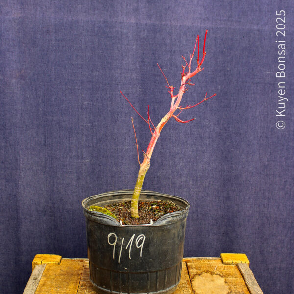 Acer palmatum "Sango kaku" #23 - Imagen 3