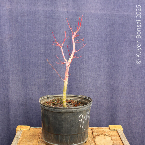 Acer palmatum "Sango kaku" #23 - Imagen 4