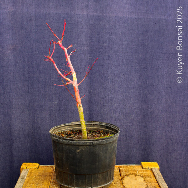 Acer palmatum "Sango kaku" #23 - Imagen 5