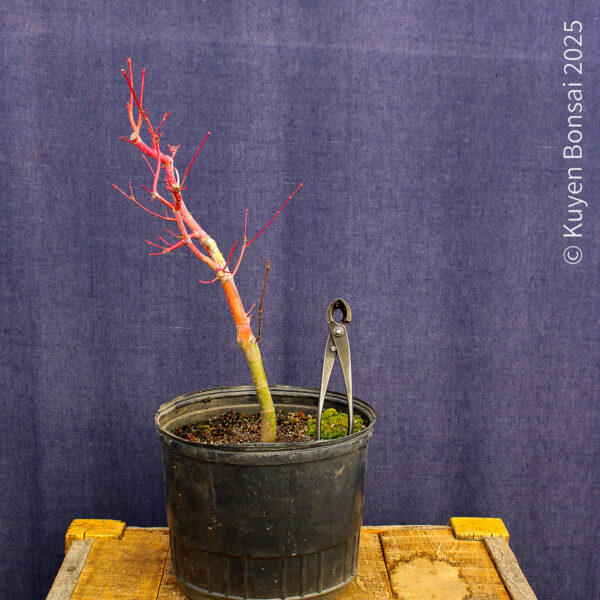 Acer palmatum "Sango kaku" #23 - Imagen 6