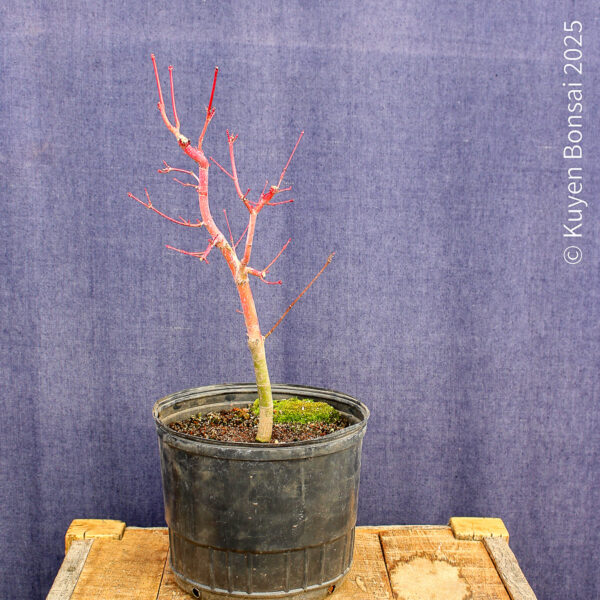 Acer palmatum "Sango kaku" #23 - Imagen 7