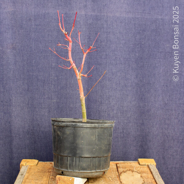Acer palmatum "Sango kaku" #23 - Imagen 8