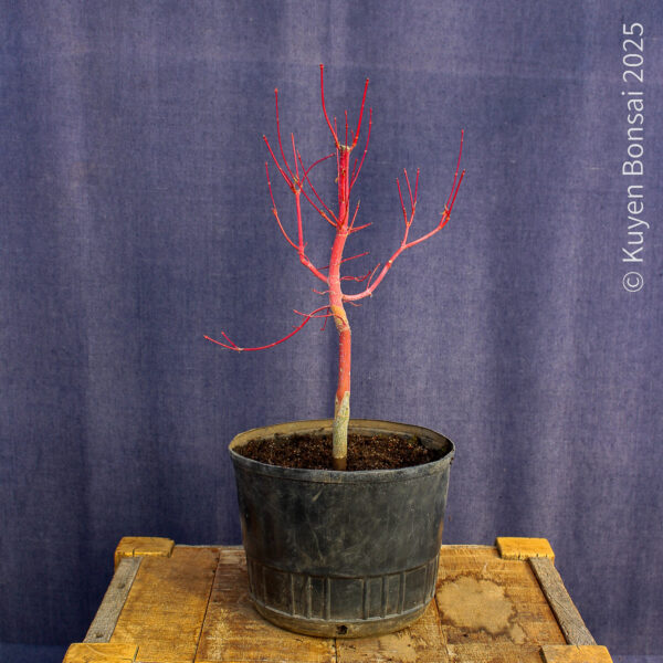Acer palmatum "Sango kaku" #37