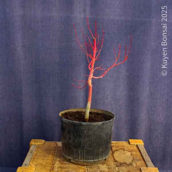 Acer palmatum "Sango kaku" #37 - Imagen 2