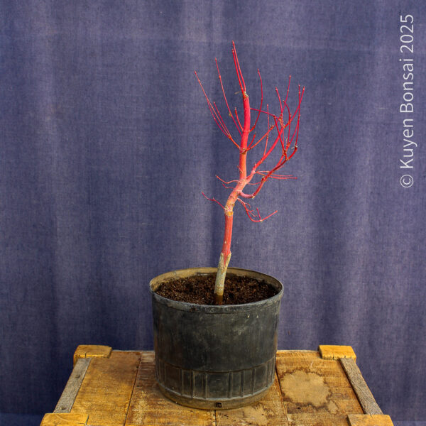 Acer palmatum "Sango kaku" #37 - Imagen 3