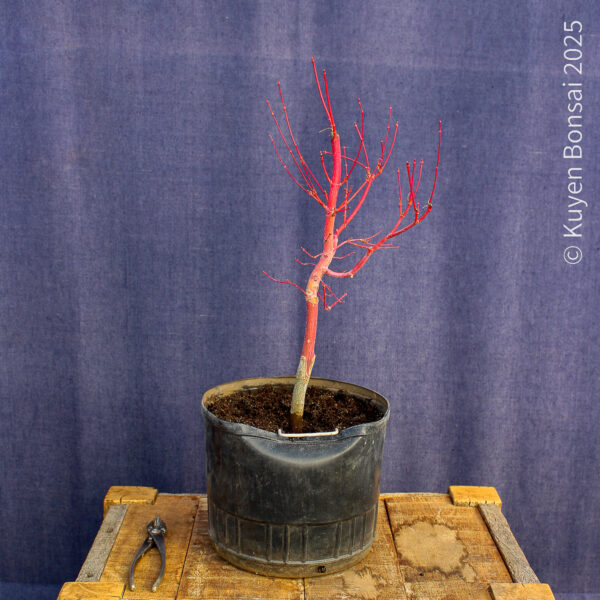 Acer palmatum "Sango kaku" #37 - Imagen 4