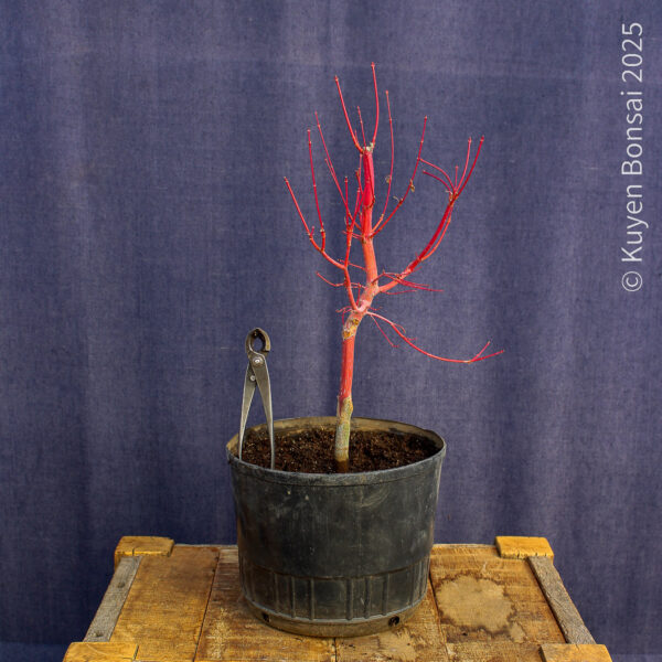 Acer palmatum "Sango kaku" #37 - Imagen 5