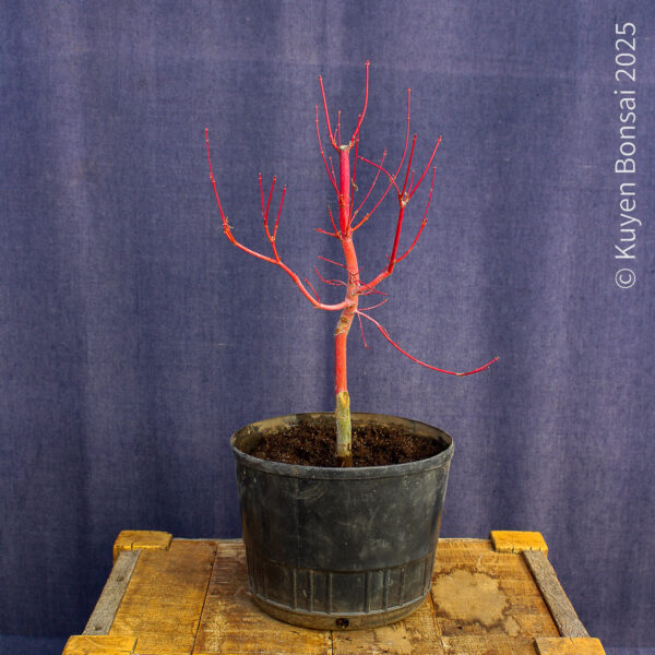 Acer palmatum "Sango kaku" #37 - Imagen 6
