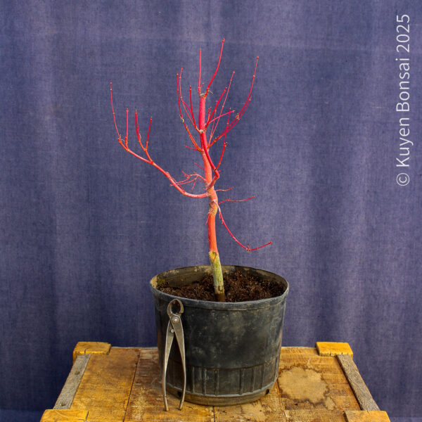 Acer palmatum "Sango kaku" #37 - Imagen 7