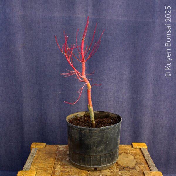 Acer palmatum "Sango kaku" #37 - Imagen 8