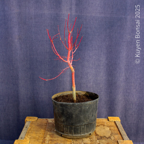 Acer palmatum "Sango kaku" #37 - Imagen 9