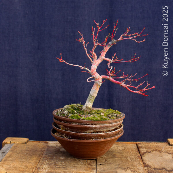 Acer palmatum "Sango kaku" #4 - Imagen 7