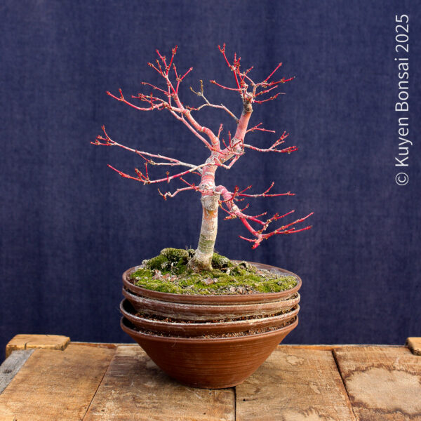 Acer palmatum "Sango kaku" #4 - Imagen 8