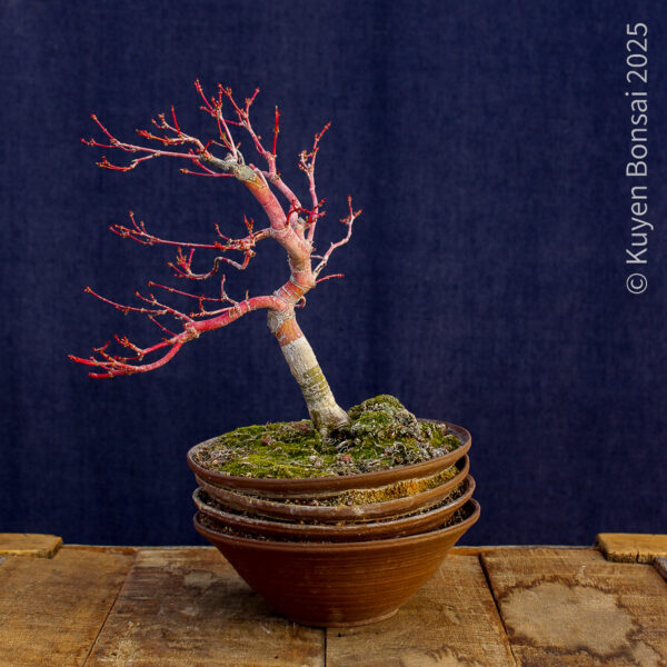 Acer palmatum "Sango kaku" #4 - Imagen 2