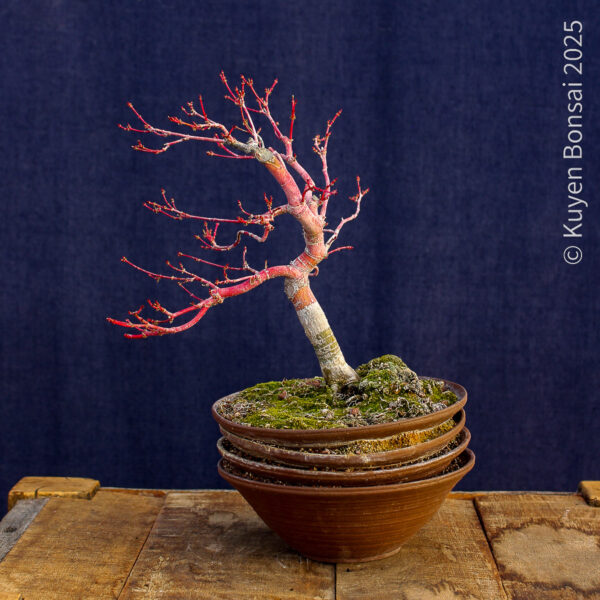 Acer palmatum "Sango kaku" #4 - Imagen 3