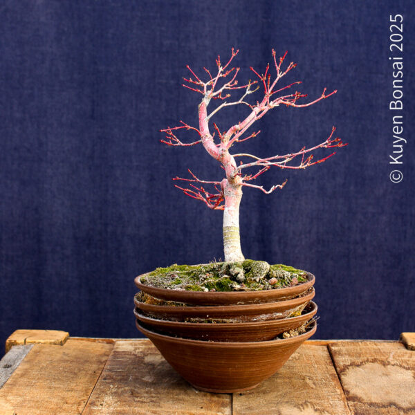 Acer palmatum "Sango kaku" #4 - Imagen 5